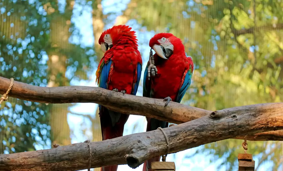 Two Scarlet Macaw perching side by side on the tree, Foz do Iguacu, Brazil, South America.