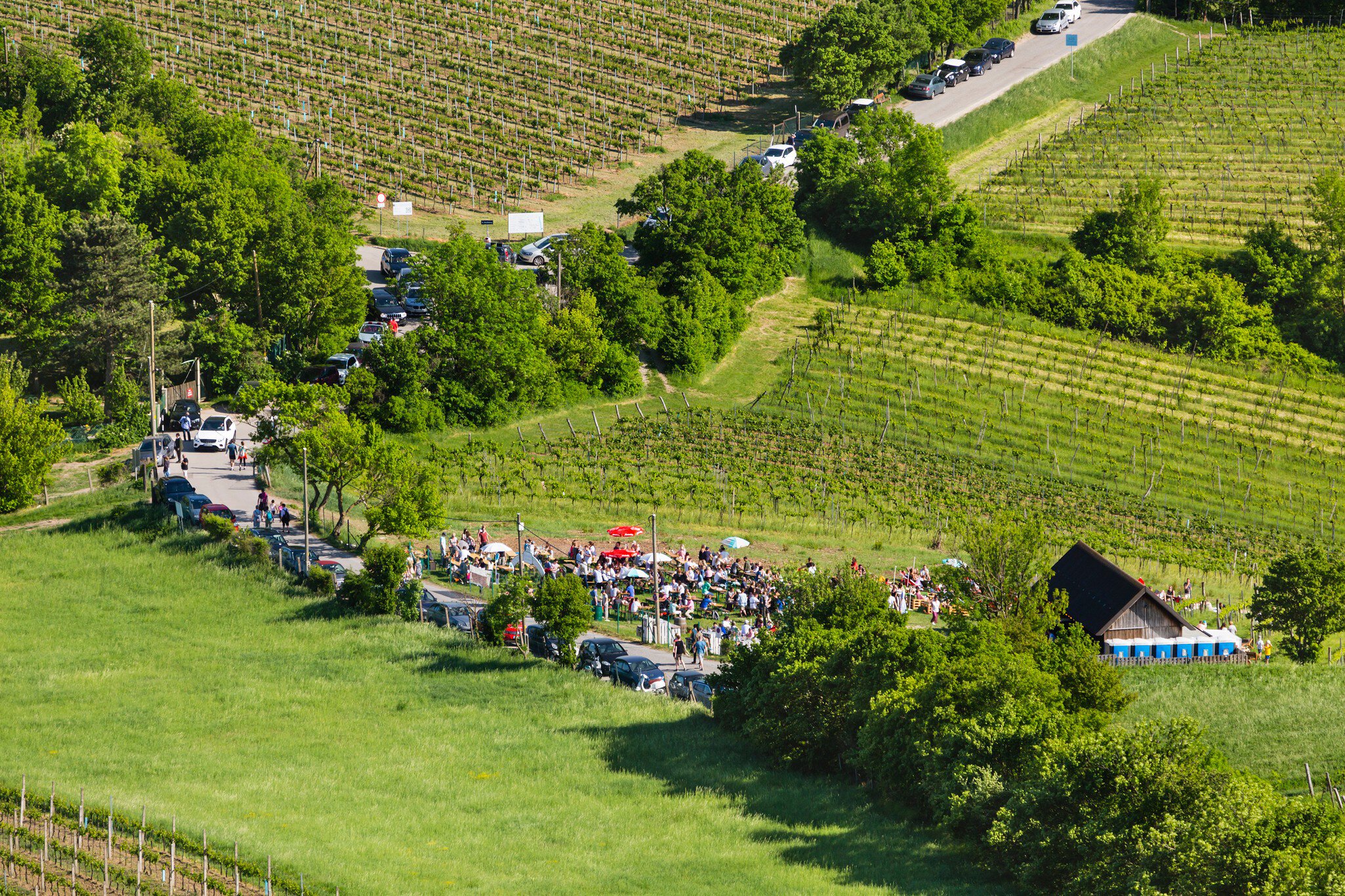 Crowds of people at a tavern in on a vineyard. Cars are parked on the roadside leading to the tavern