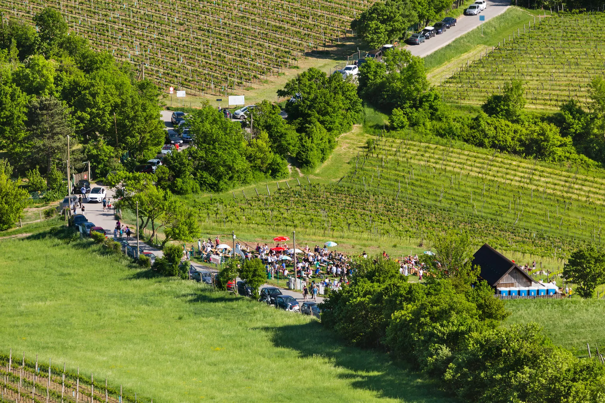 Crowds of people at a tavern in on a vineyard. Cars are parked on the roadside leading to the tavern