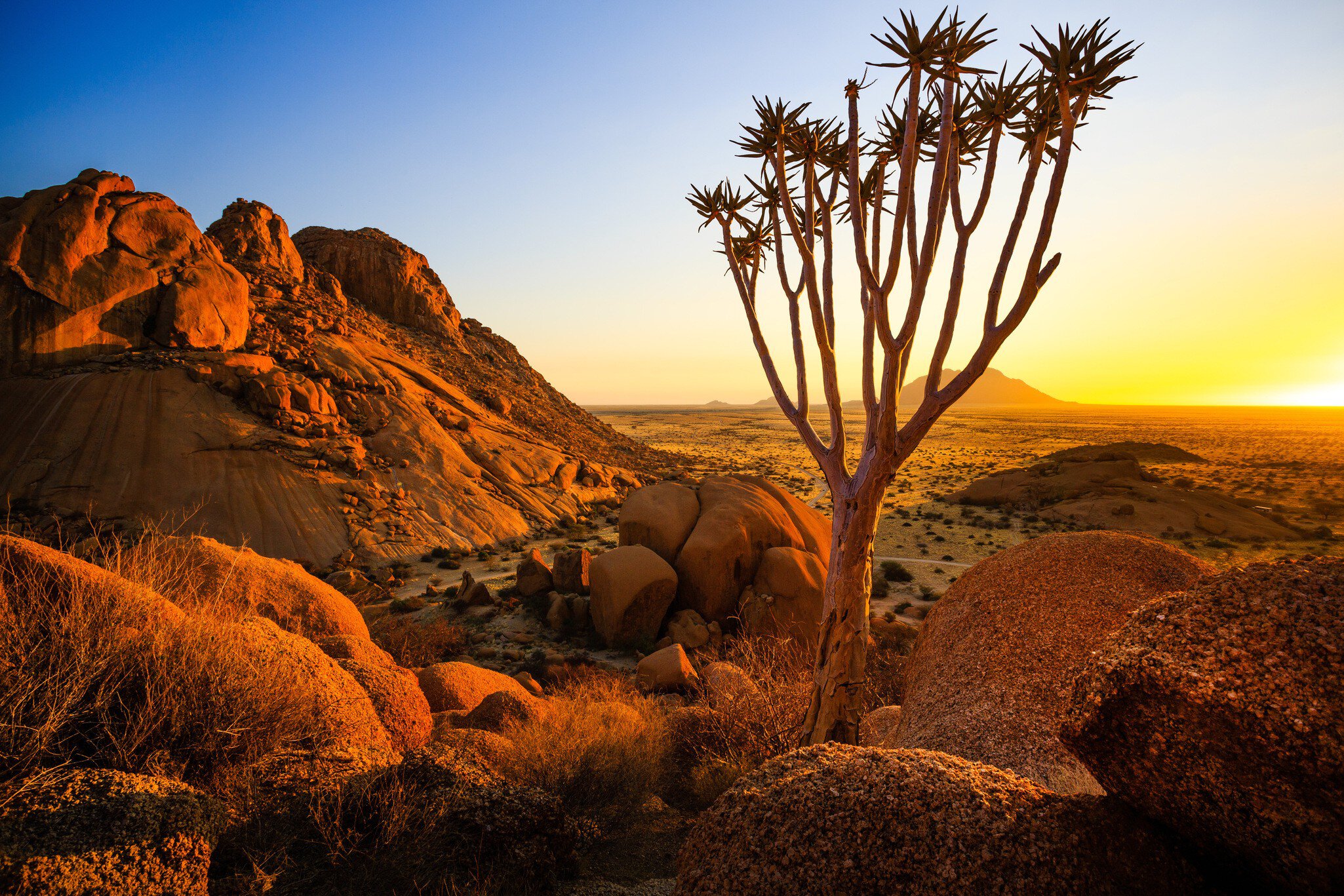 Quiver Tree - Spitzkoppe (Damaraland, Namibia)
562772521
africa, aloe, damaraland, granite, landscape, mountains, namibia, nature, peaks, quiver tree, rock, spitzkoppe, stone, sunrise, sunset