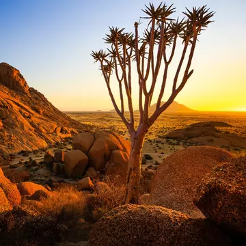 Quiver Tree - Spitzkoppe (Damaraland, Namibia)
562772521
africa, aloe, damaraland, granite, landscape, mountains, namibia, nature, peaks, quiver tree, rock, spitzkoppe, stone, sunrise, sunset