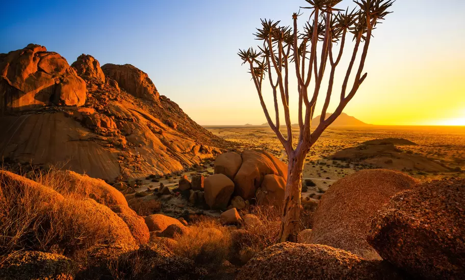 A quiver tree in Damaraland, Namibia