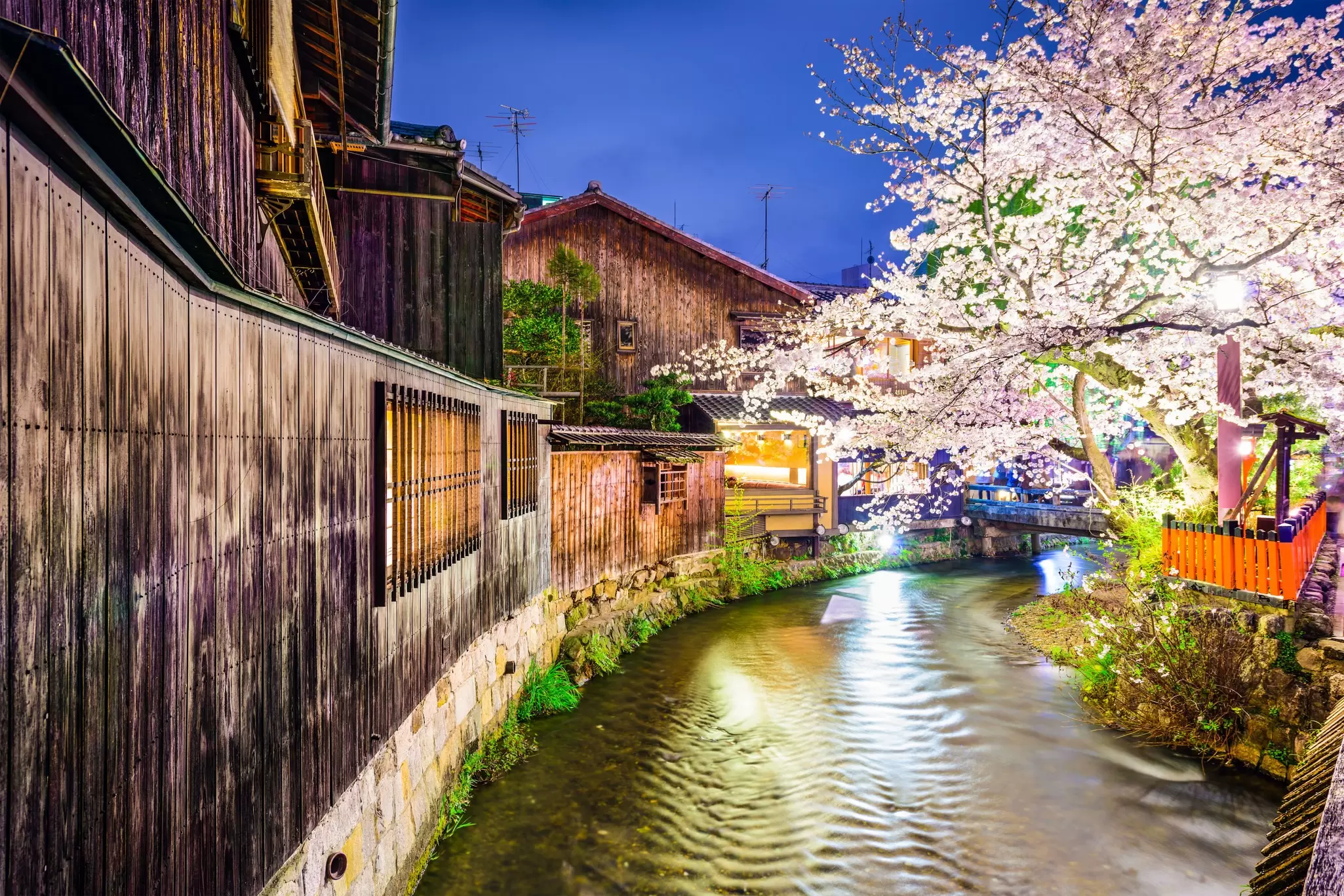 Wooden machiya houses lining the Shirakawa canal beneath blooming cherry trees at dusk in Kyoto's Gion district