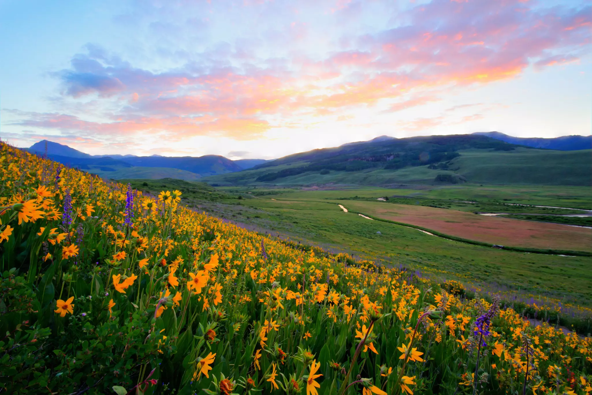 Yellow wildflowers blooming in the Colorado mountains
