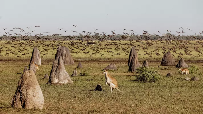 A kangaroo in a field with birds flying overhead.