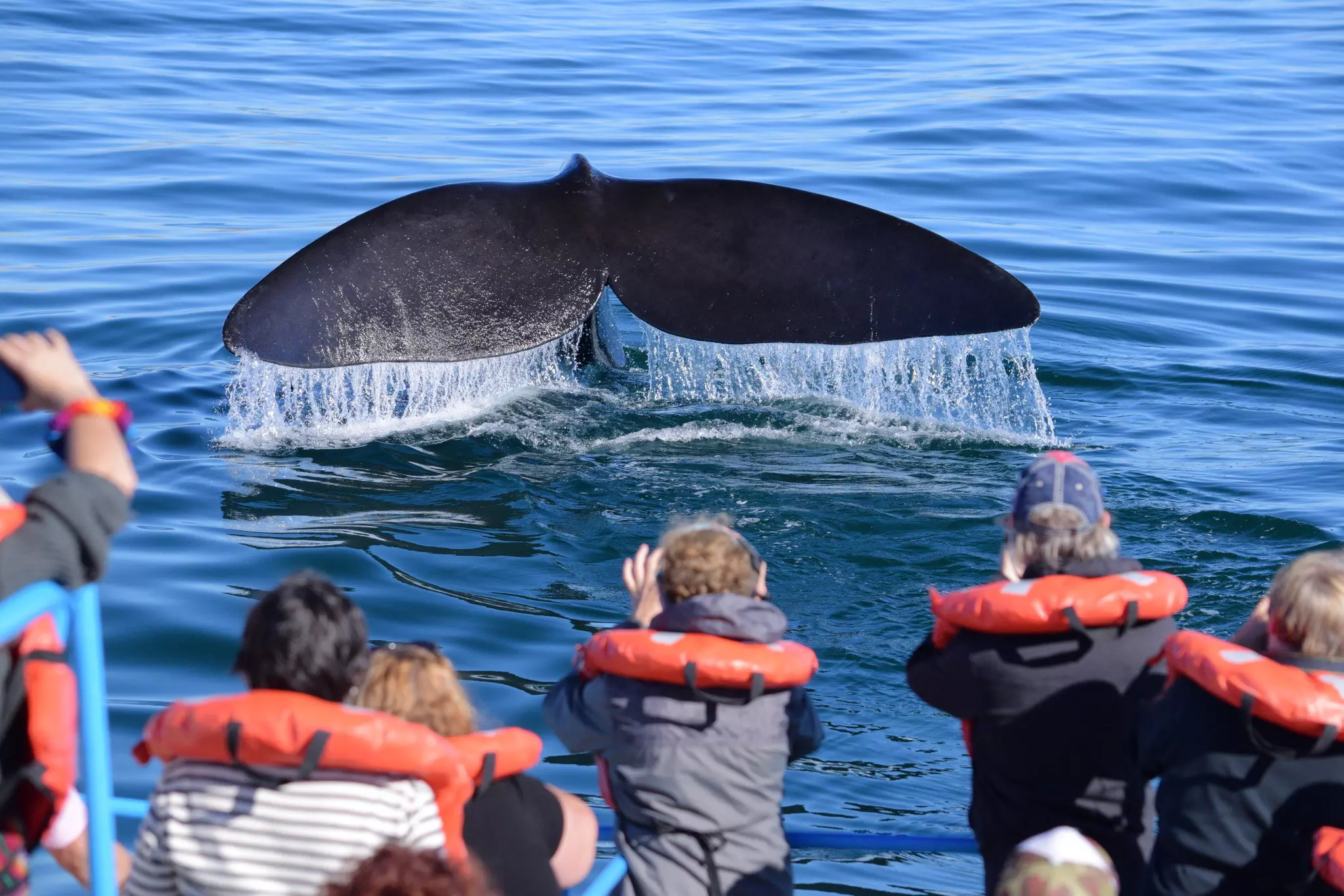People wearing life jackets take photos of a whale that's splashing its tail above the surface of the water near their boat on a sunny day.