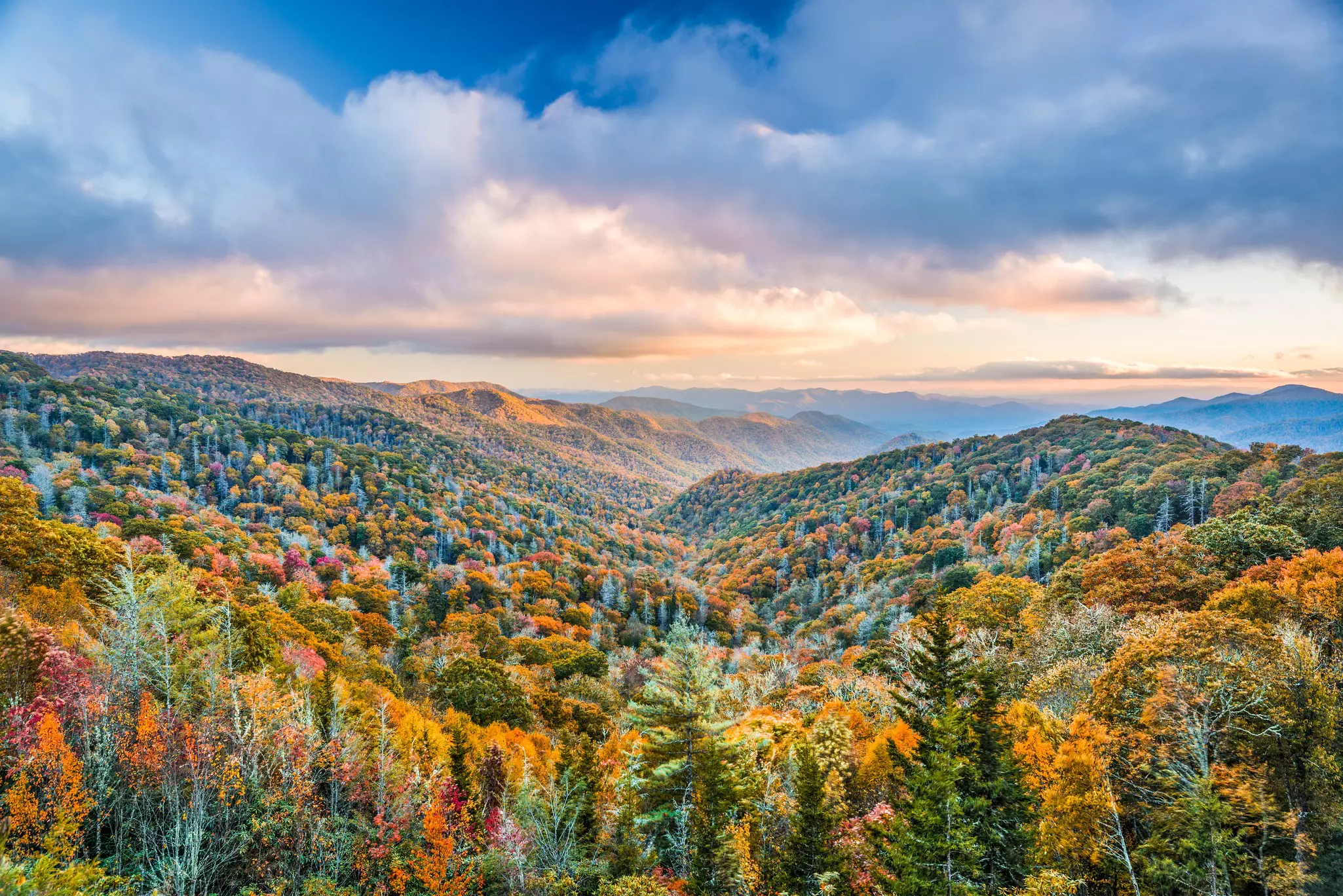 A vast woodland with trees in fall colors of green, yellow, gold and red.