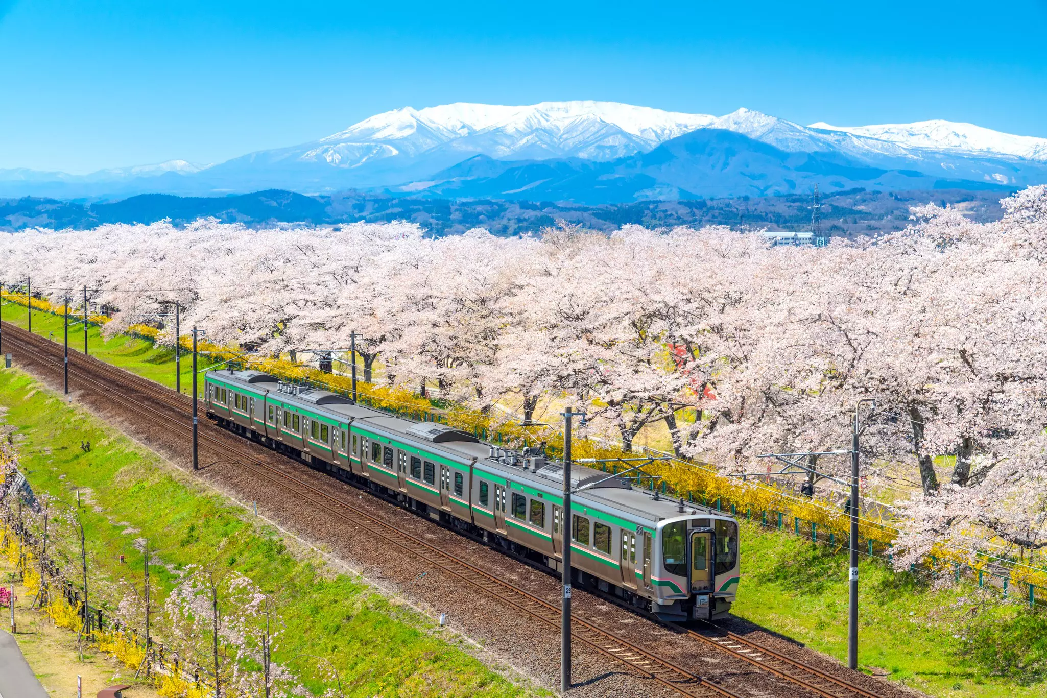 A scenic landscape view of the JR Tohoku train with cherry blossom in Japan.