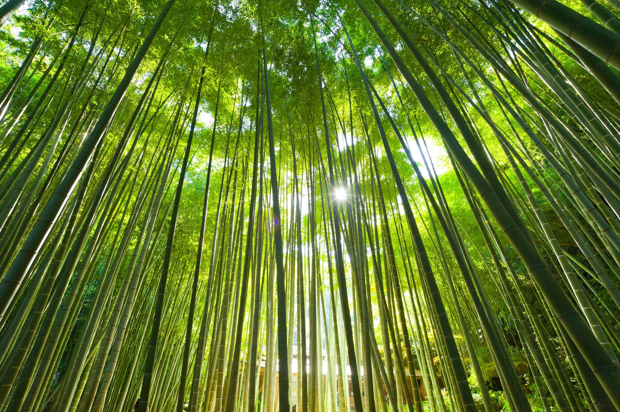 Bamboo Forest with sun shining through in the Kamakura Bamboo Garden © Marco Maccarini / Getty Images