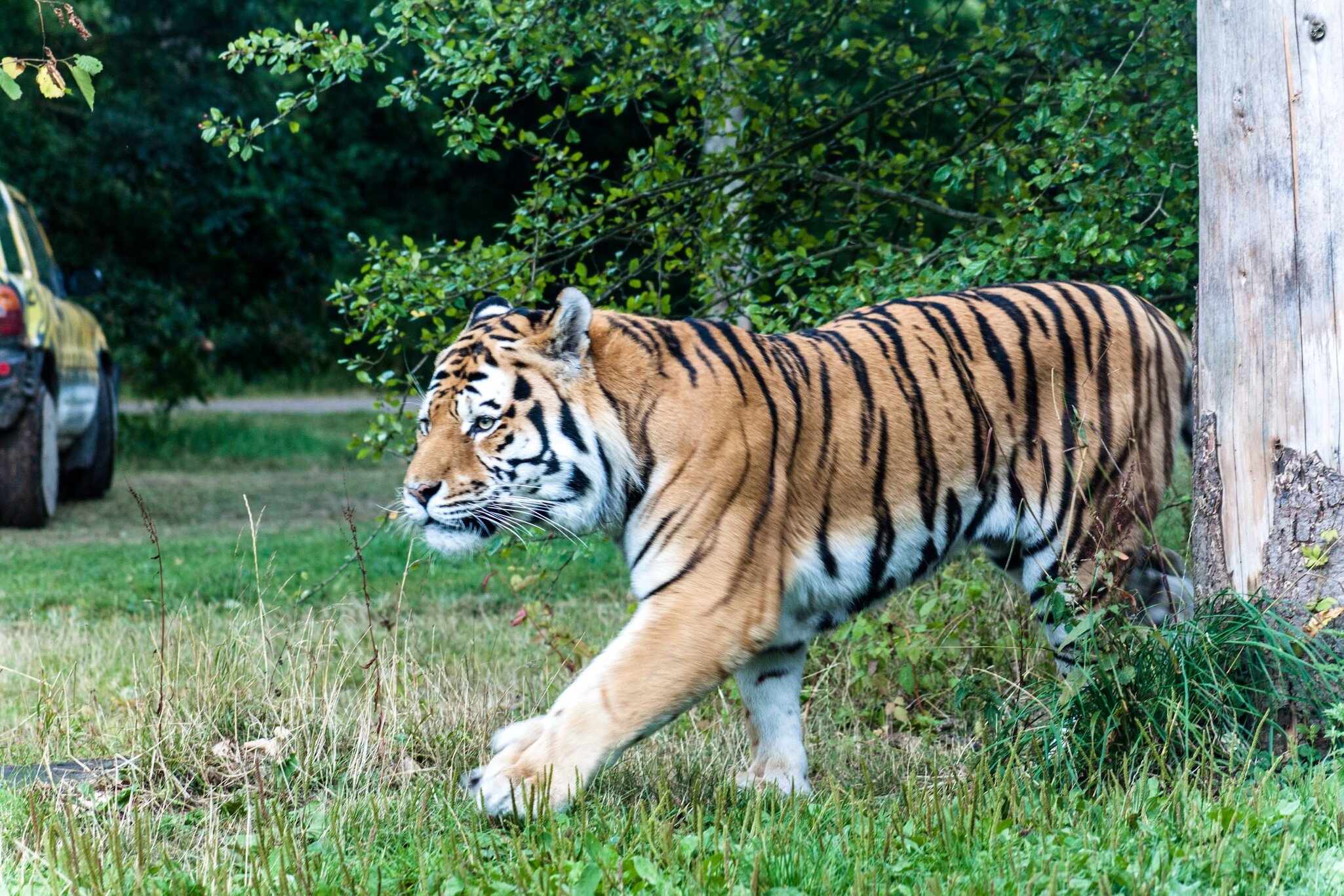 Tiger strolling around in Knuthenborg Safari Park, Denmark.