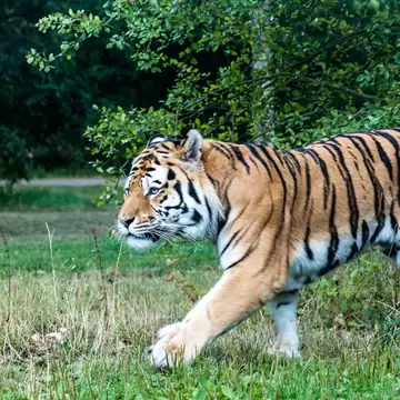 Tiger strolling around in Knuthenborg Safari Park, Denmark.