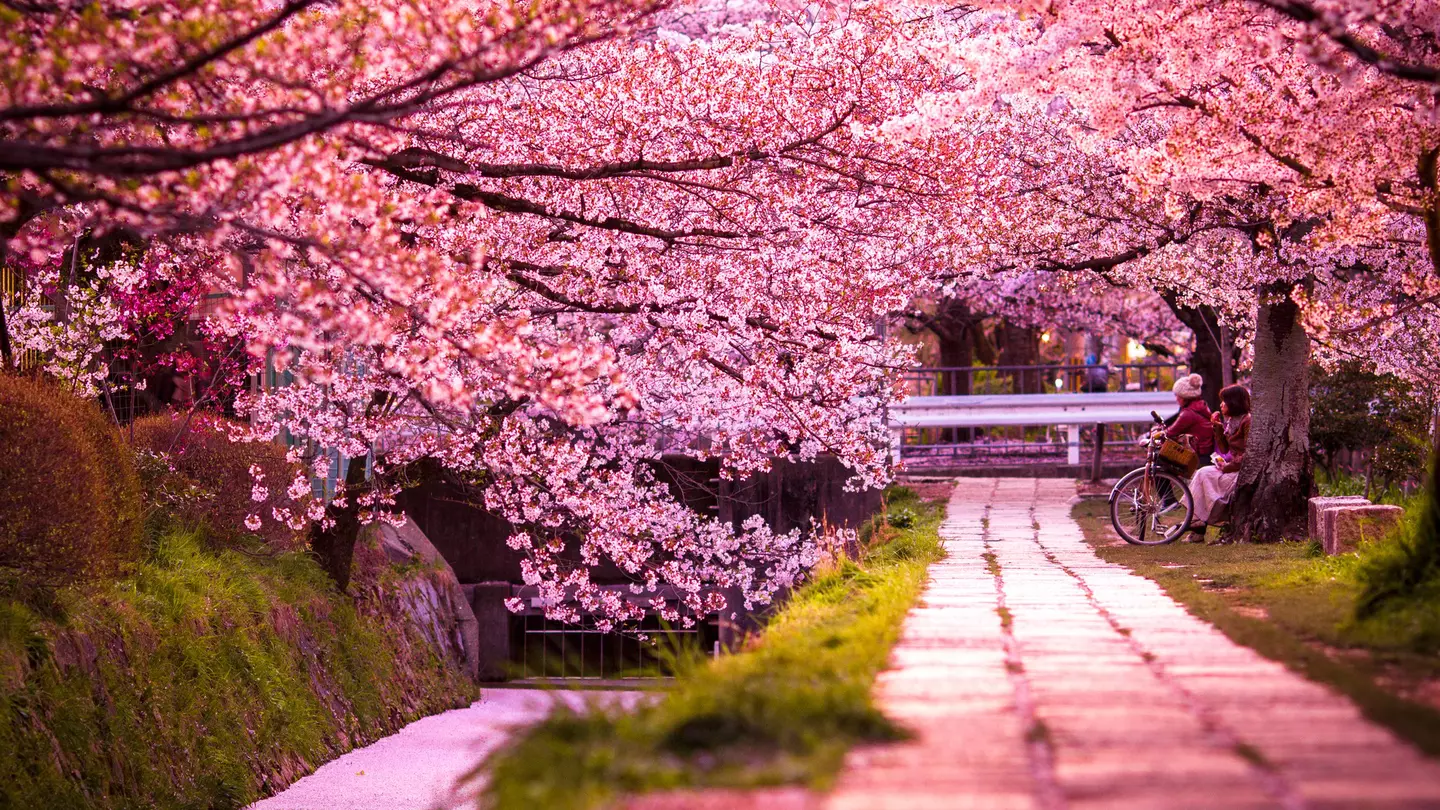 Cherry blossoms line the Philosopher's Path through the northern part of Kyoto's Higashiyama district in Japan