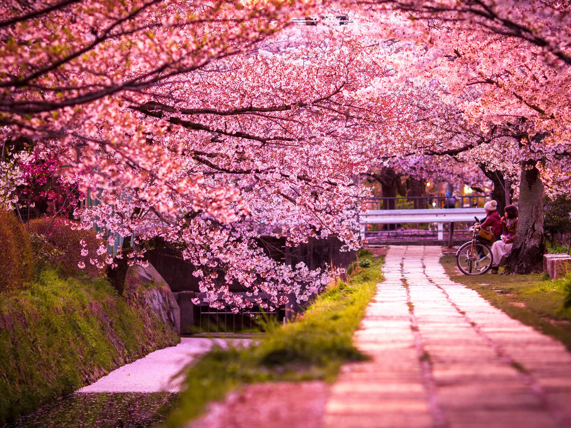 Cherry blossoms line the Philosopher's Path through the northern part of Kyoto's Higashiyama district in Japan