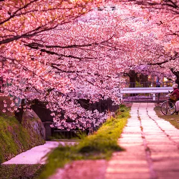 Cherry blossoms line the Philosopher's Path through the northern part of Kyoto's Higashiyama district in Japan