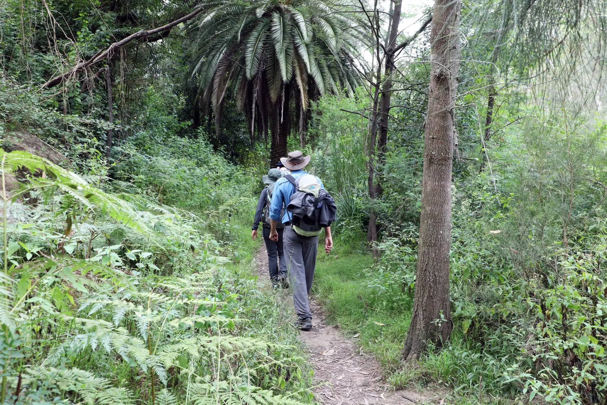 Hikers carrying backpacks follow a trail through thick forest