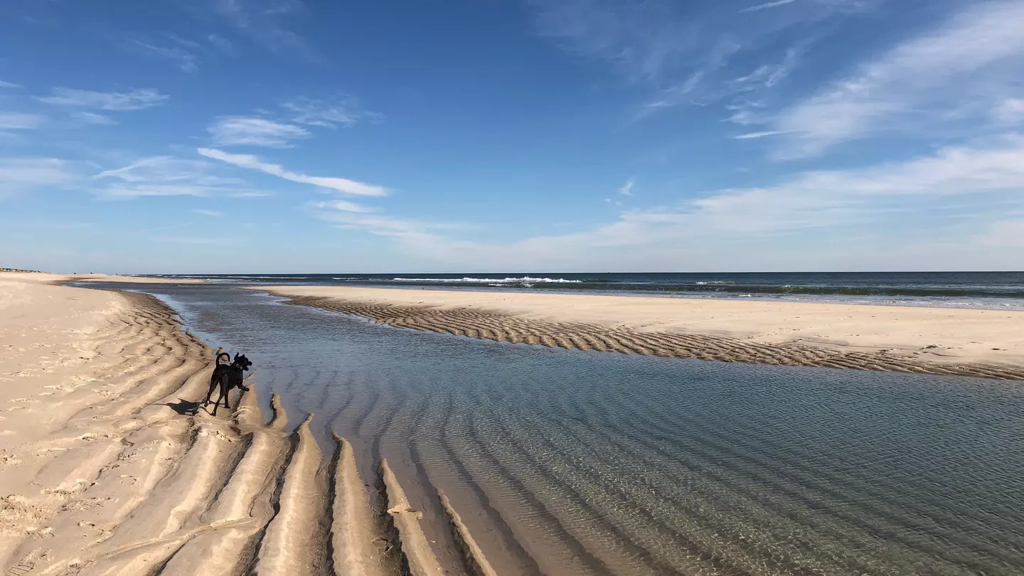 A dog running on the beach over rippling waves of sand at Cupsogue Beach in Westhmampton Beach, Long Island, New York.  License Type: media  Download Time: 2021-08-26T16:06:21.000Z  User: AMccarthy_lonelyplanet  Is Editorial: No  purchase_order:   