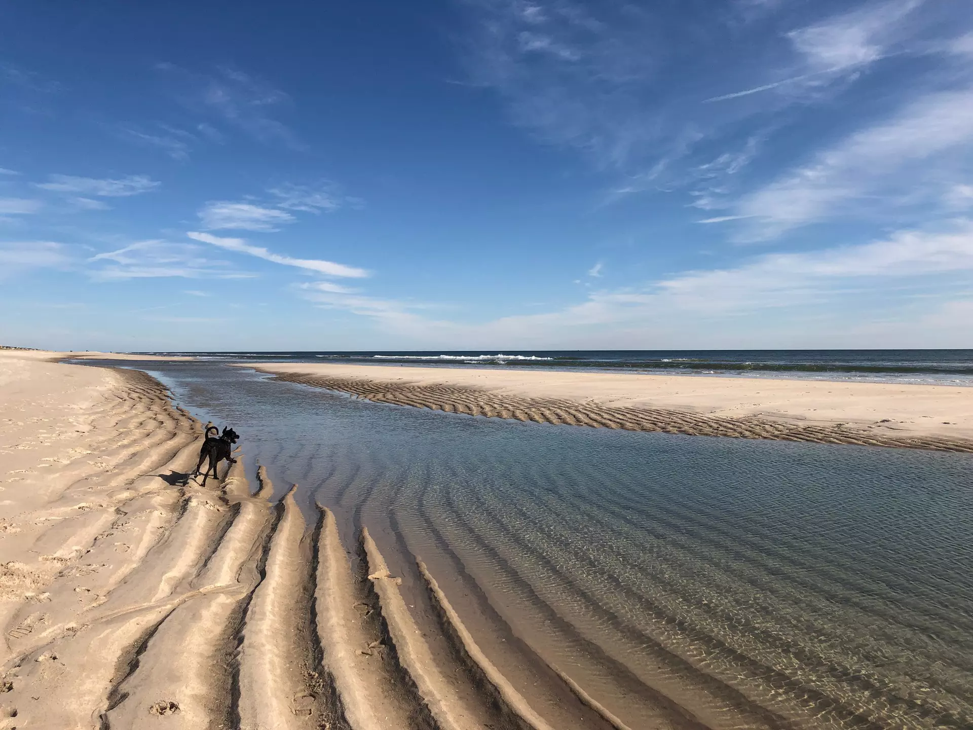 A dog running on the beach over rippling waves of sand at Cupsogue Beach in Westhmampton Beach, Long Island, New York.  License Type: media  Download Time: 2021-08-26T16:06:21.000Z  User: AMccarthy_lonelyplanet  Is Editorial: No  purchase_order:   