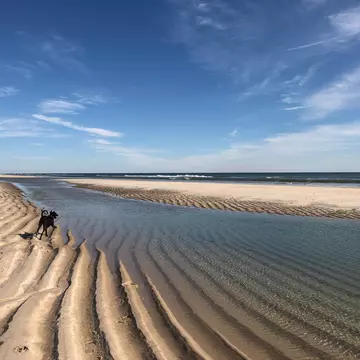 A dog running on the beach over rippling waves of sand at Cupsogue Beach in Westhmampton Beach, Long Island, New York.  License Type: media  Download Time: 2021-08-26T16:06:21.000Z  User: AMccarthy_lonelyplanet  Is Editorial: No  purchase_order:   