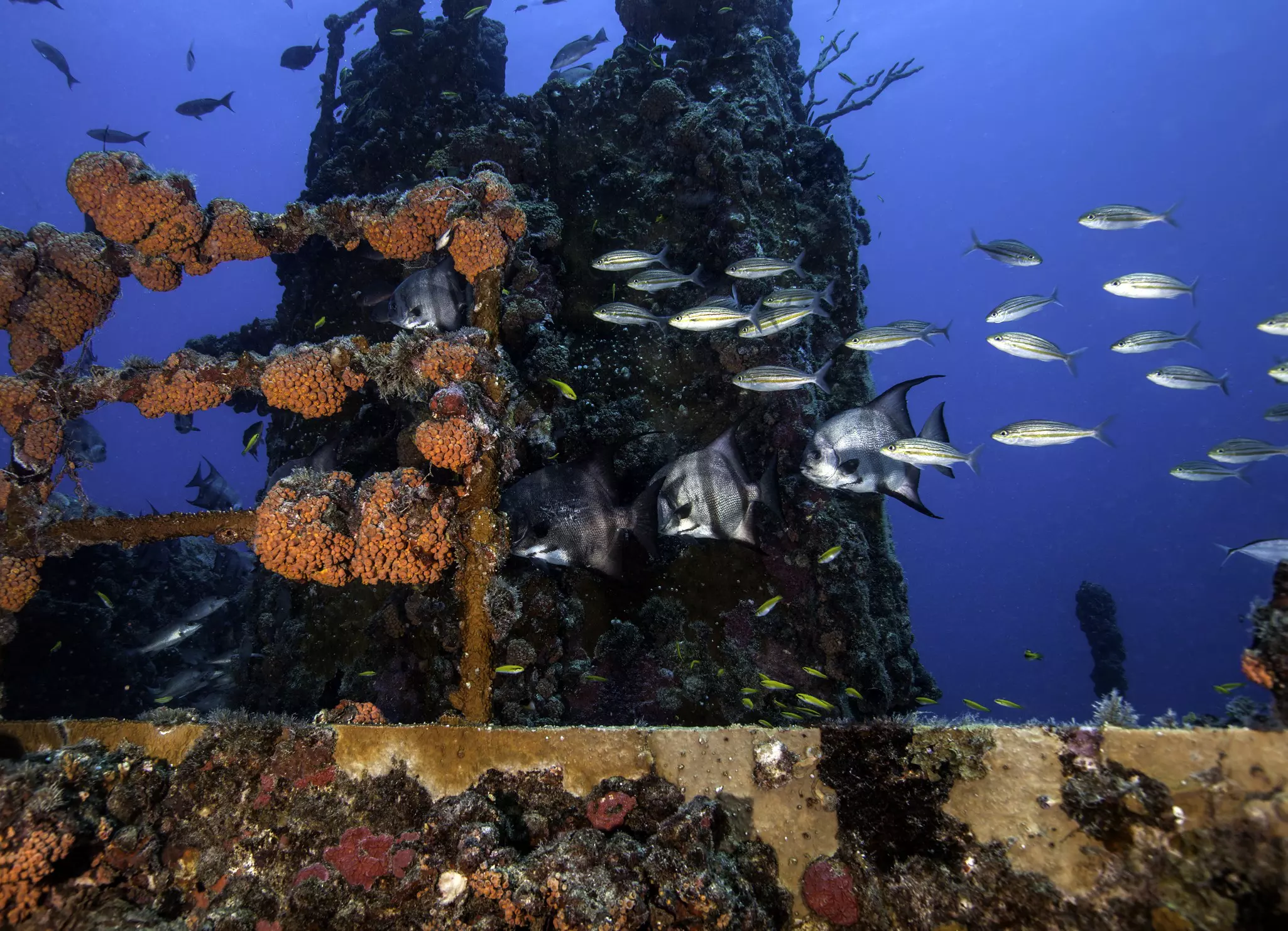 Atlantic Spadefish swimming on the coral encrusted shipwreck USCG Duane in Key Largo, Florida in the John Pennekamp State Park.