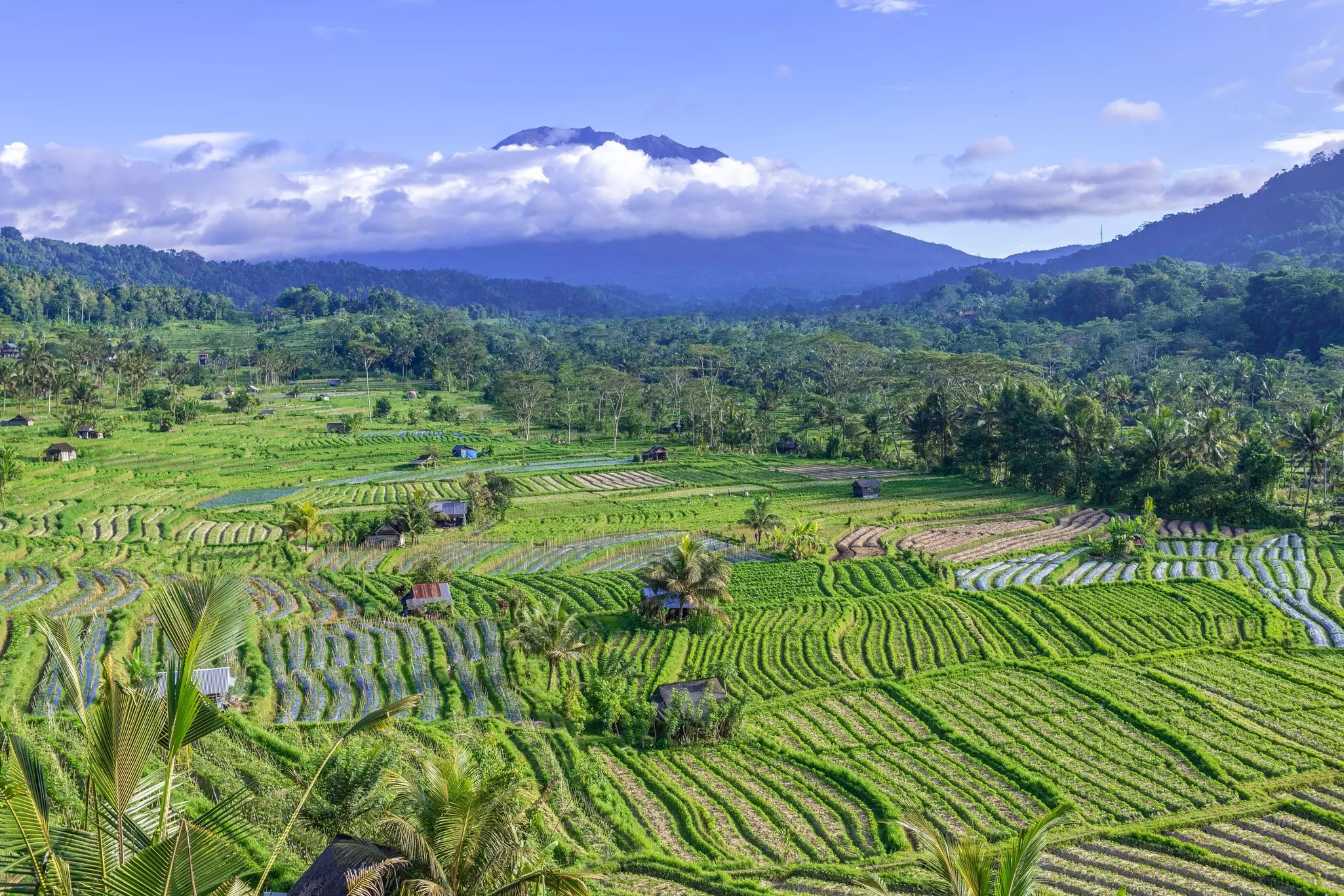 Rice fields with a cloud-shrouded mountain in the background