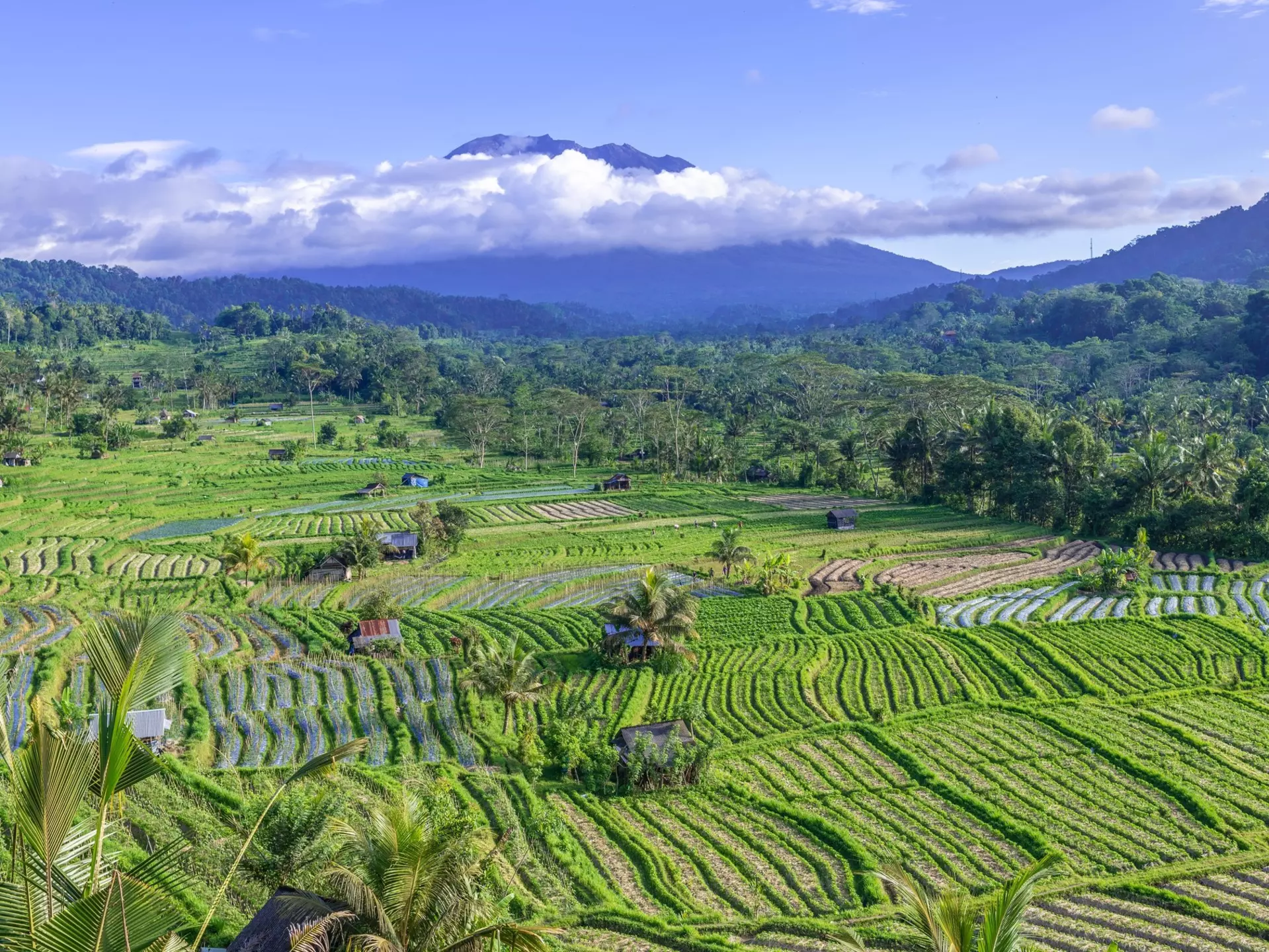 Rice fields with a cloud-shrouded mountain in the background