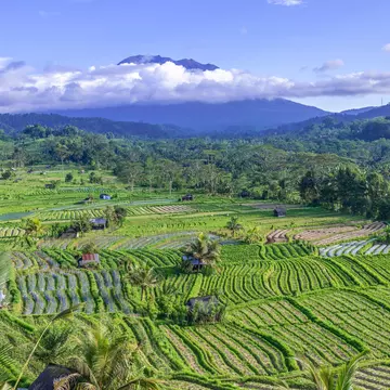 Rice fields with a cloud-shrouded mountain in the background