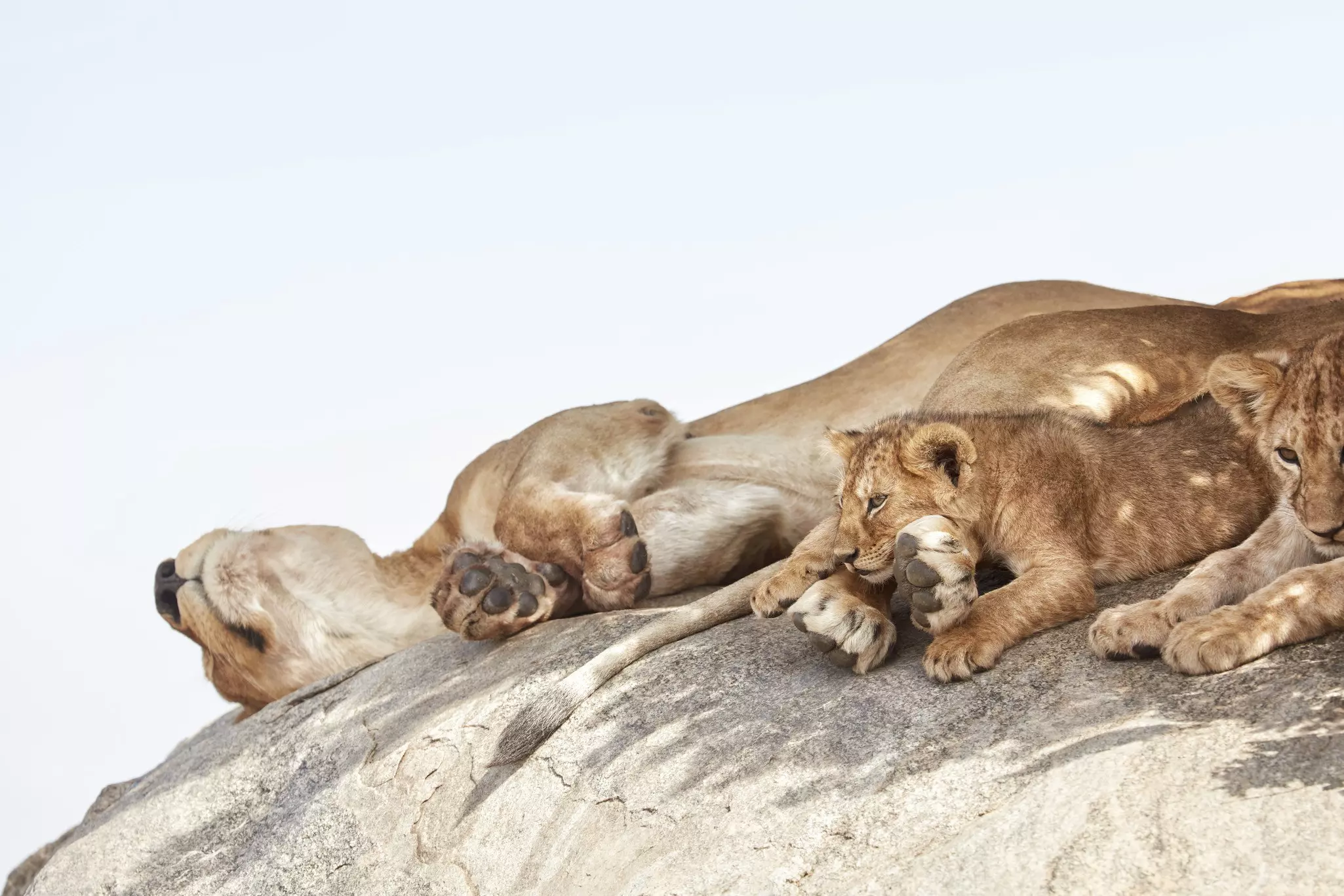 A lioness rests with her cubs on a granite boulder, or ‘kopje’.