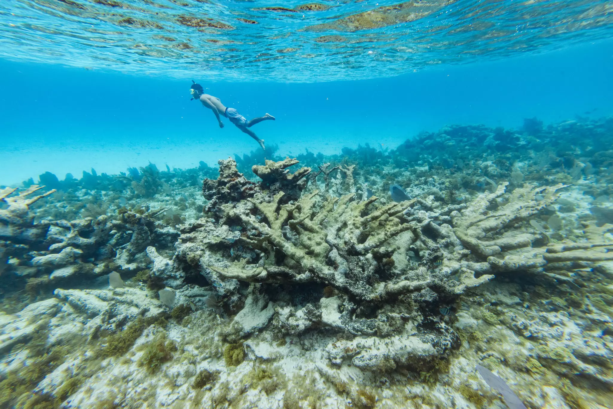 An underwater shot of a snorkeler swimming above a coral reef toward the surface.