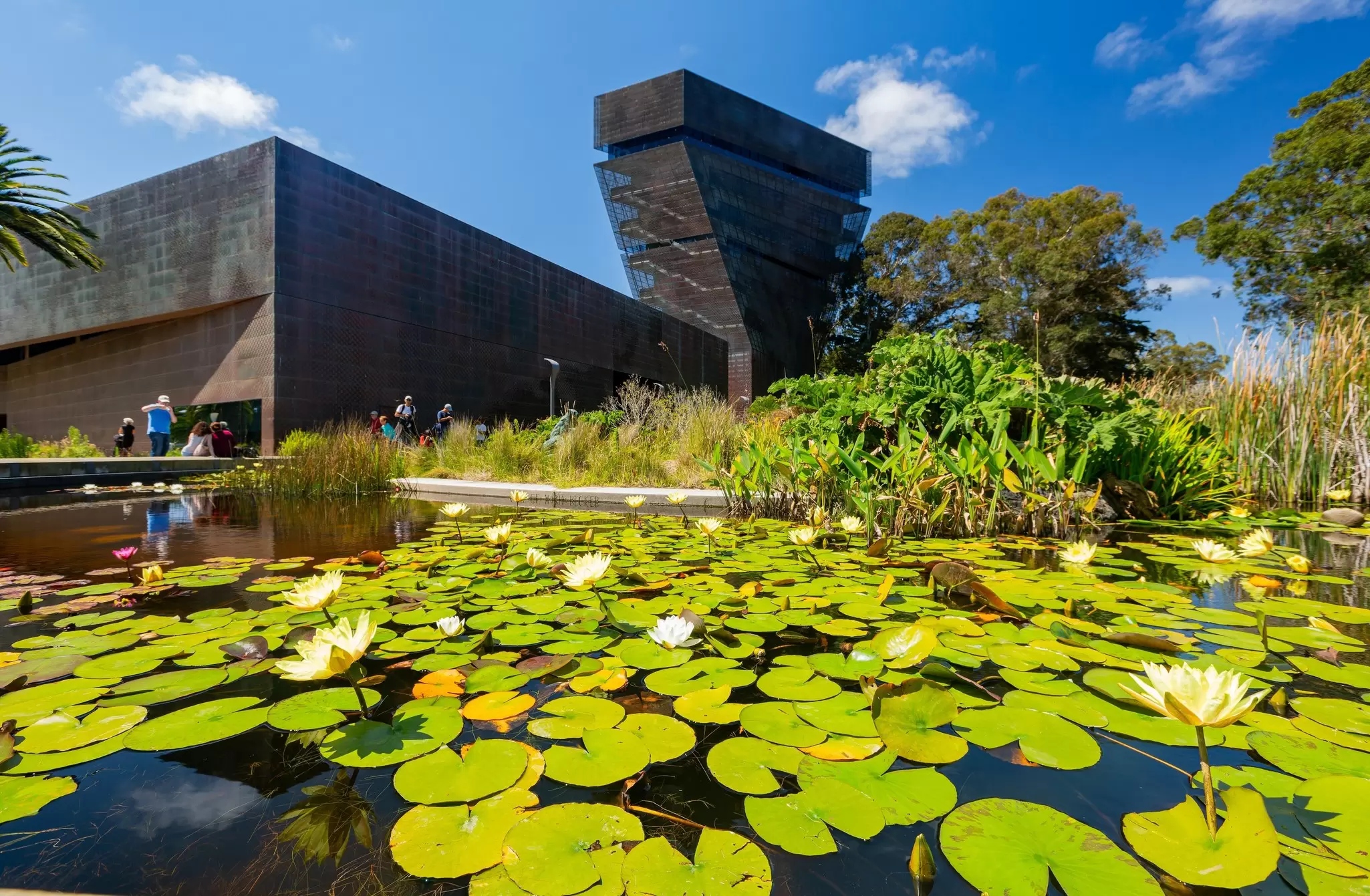 The copper-clad de Young Museum and its twisting tower above a lily pond in Golden Gate Park