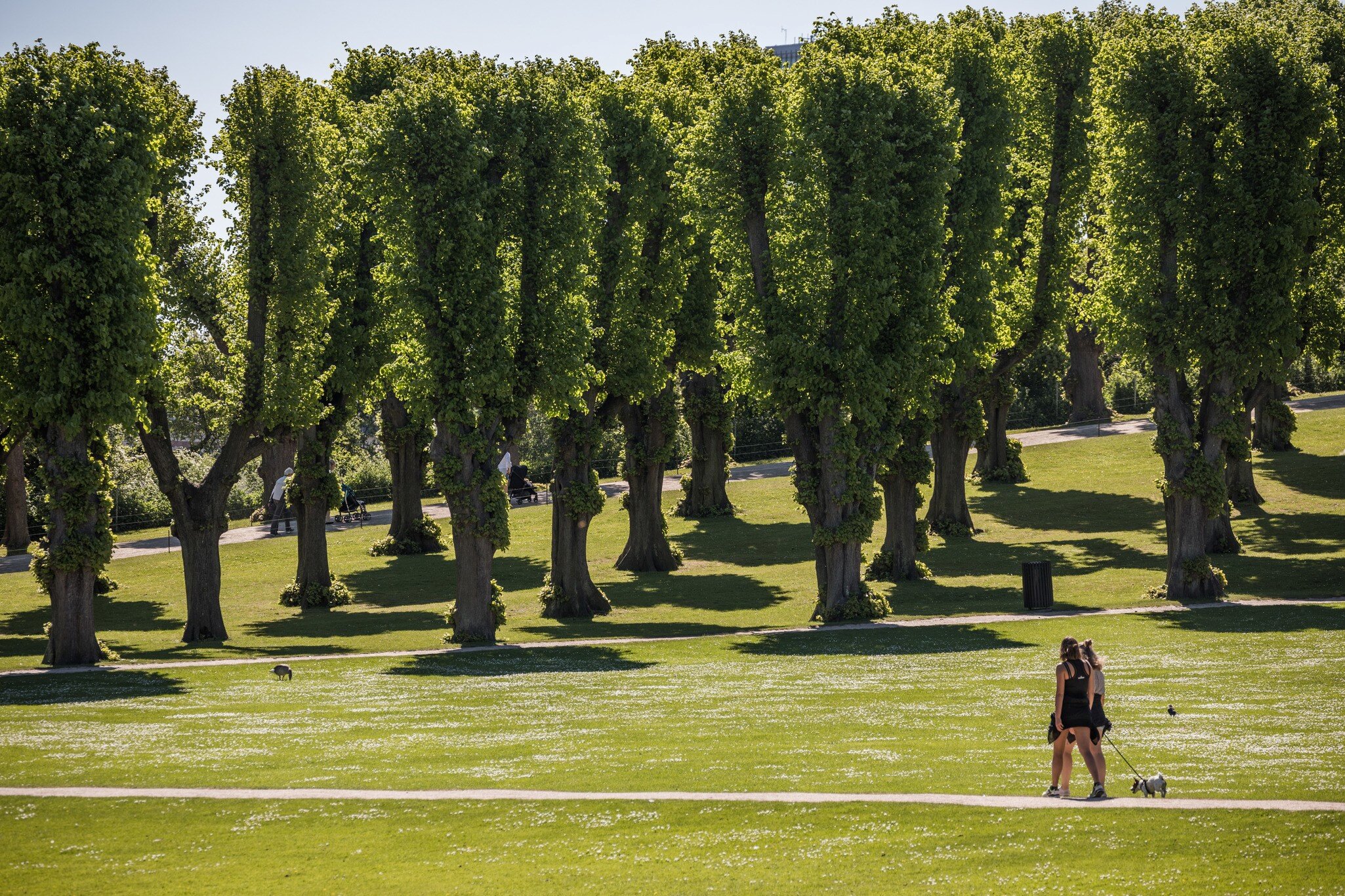 Dogwalkers walk through Frederiksberg Garden on a sunny day in Copenhagen, Denmark.