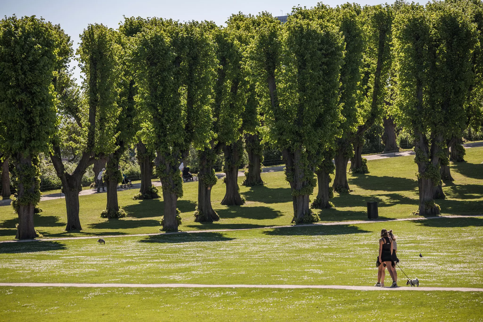 Two women walk a dog on a path through a green lawn, with rows of trees in straight lines in the background.