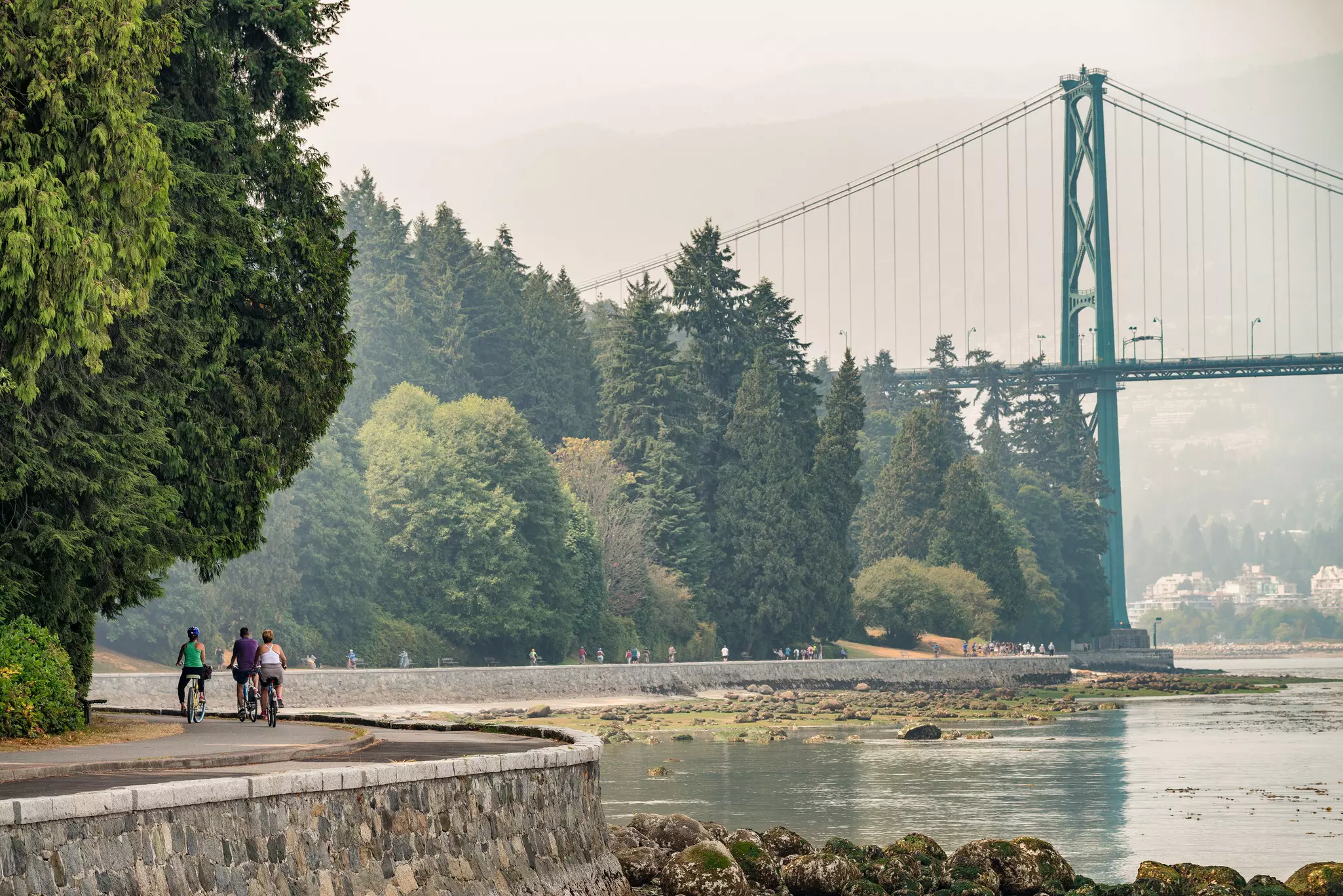 Cyclists pedal along a multiuse path between woodland and the sea.