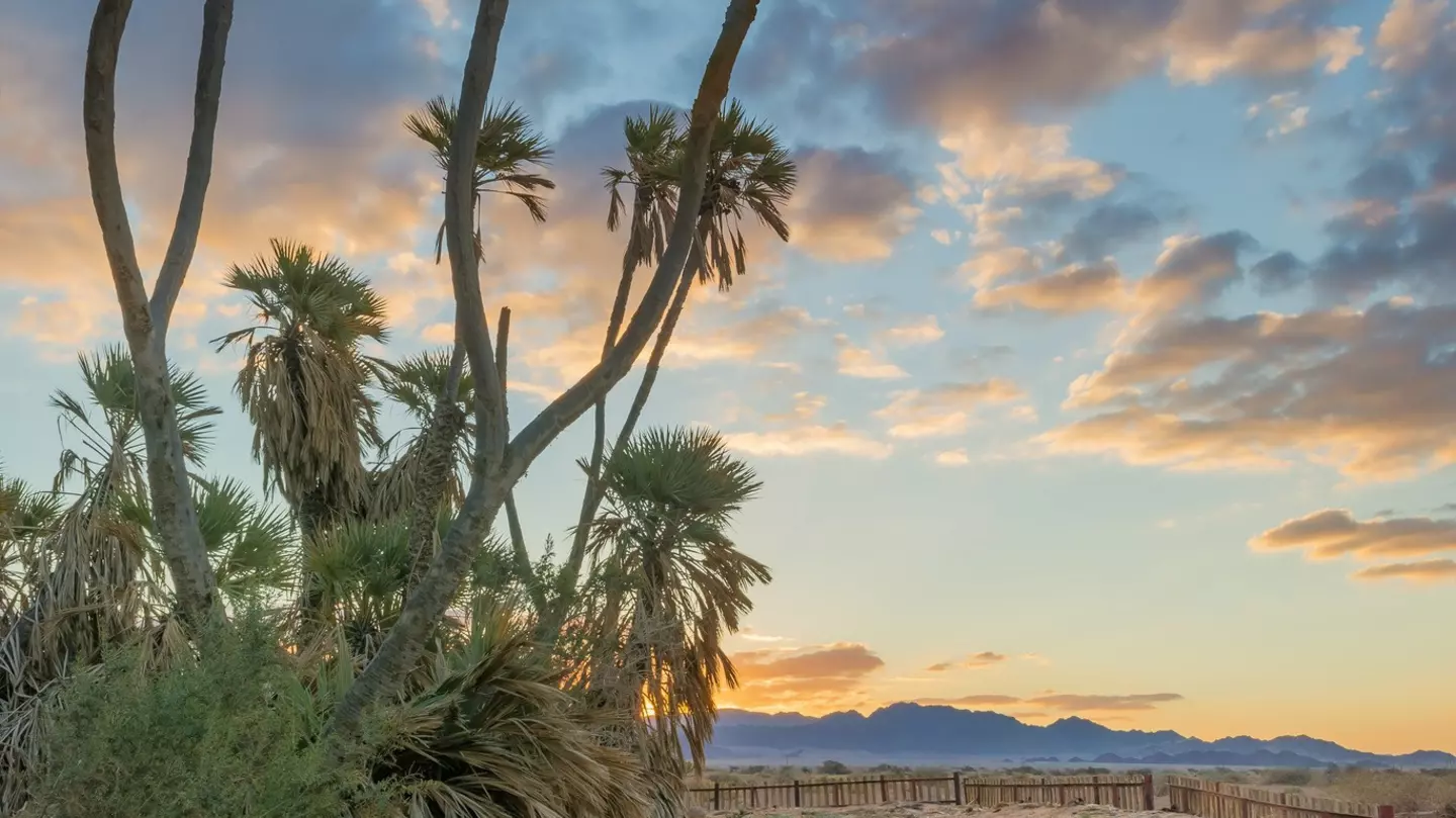 Doum palms (Hyphaene thebaica) near the border between Jordan and Israel