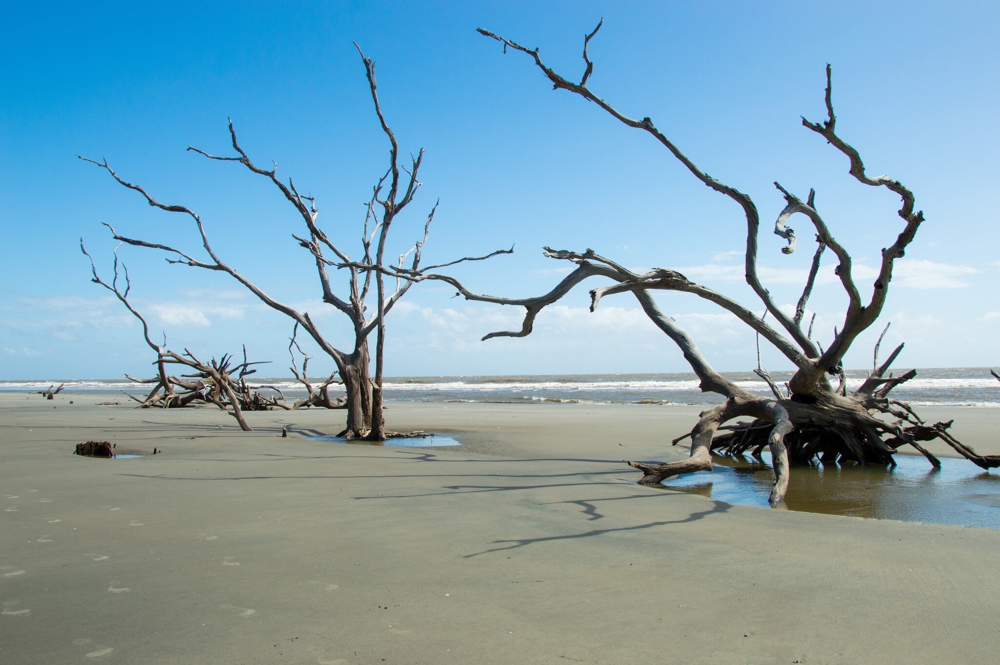 Skeleton trees on Boneyard Beach, Bulls Island, South Carolina; Shutterstock ID 2069546921;