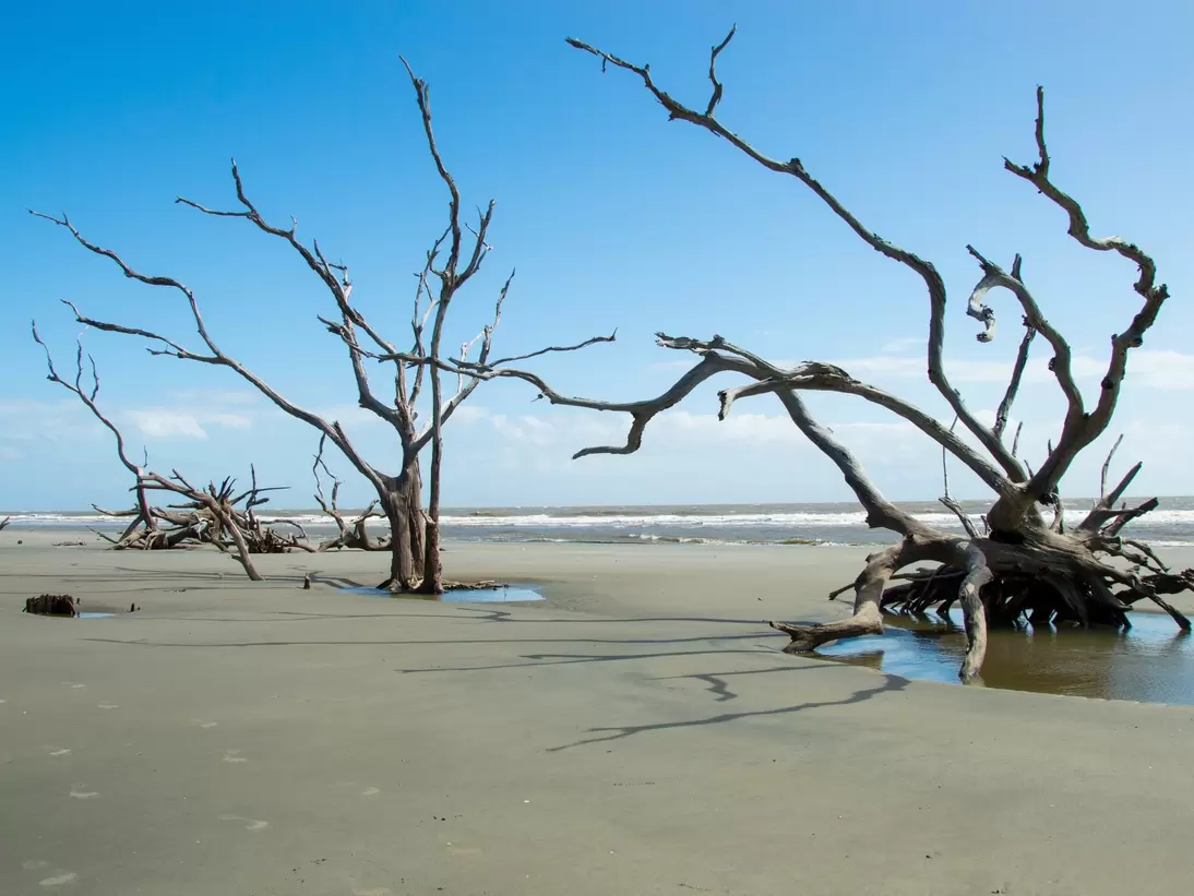 Skeleton trees on Boneyard Beach, Bulls Island, South Carolina; Shutterstock ID 2069546921;