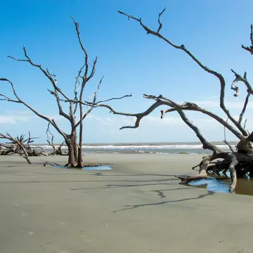 Skeleton trees on Boneyard Beach, Bulls Island, South Carolina; Shutterstock ID 2069546921;