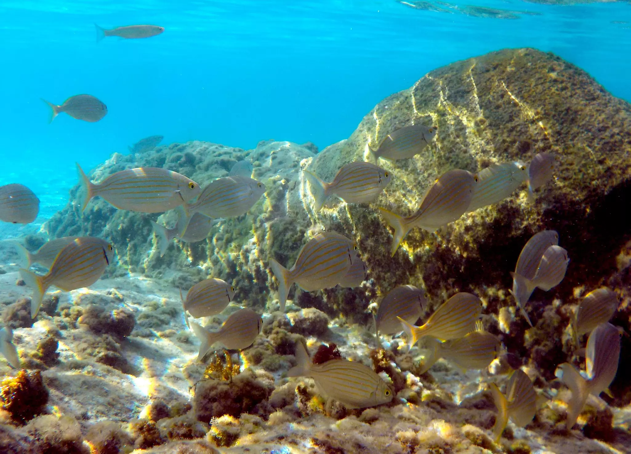 Fish swim next to a reef in an underwater scene.