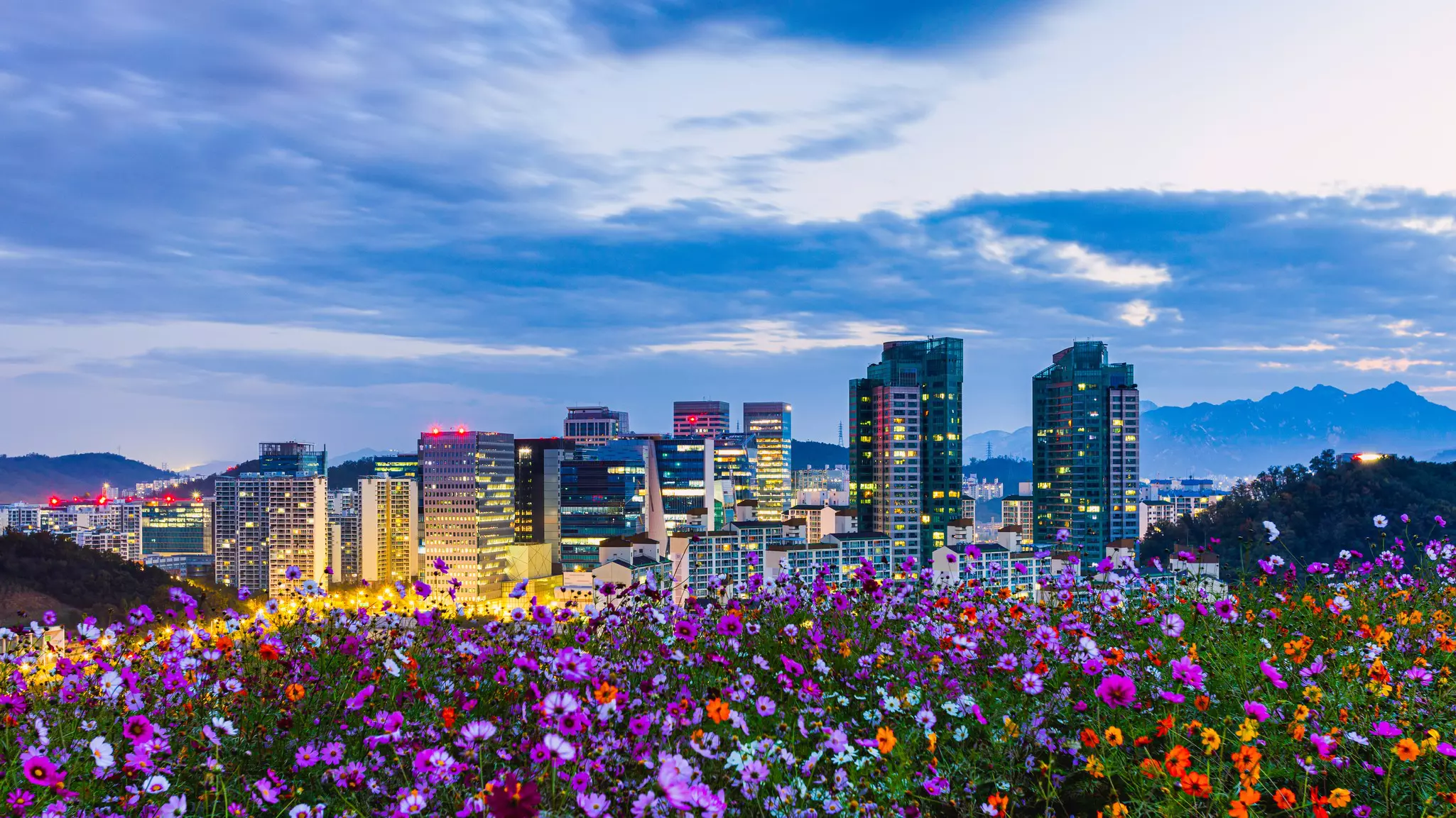 Pink and purple cosmos blossoms at Hanseul Park at dawn, with the Seoul skyline in the background