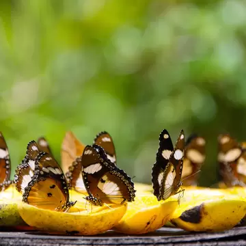 Brown-and-white butterflies clustered on halved yellow fruit on a wooden tray against blurred green foliage
