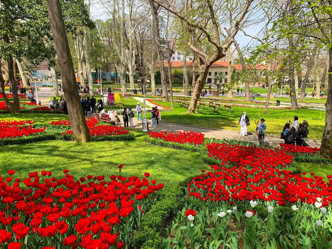 Red and white tulip beds edged with box hedges beneath plane trees in an İstanbul park, visitors taking photos