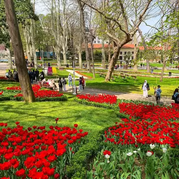 Red and white tulip beds edged with box hedges beneath plane trees in an İstanbul park, visitors taking photos