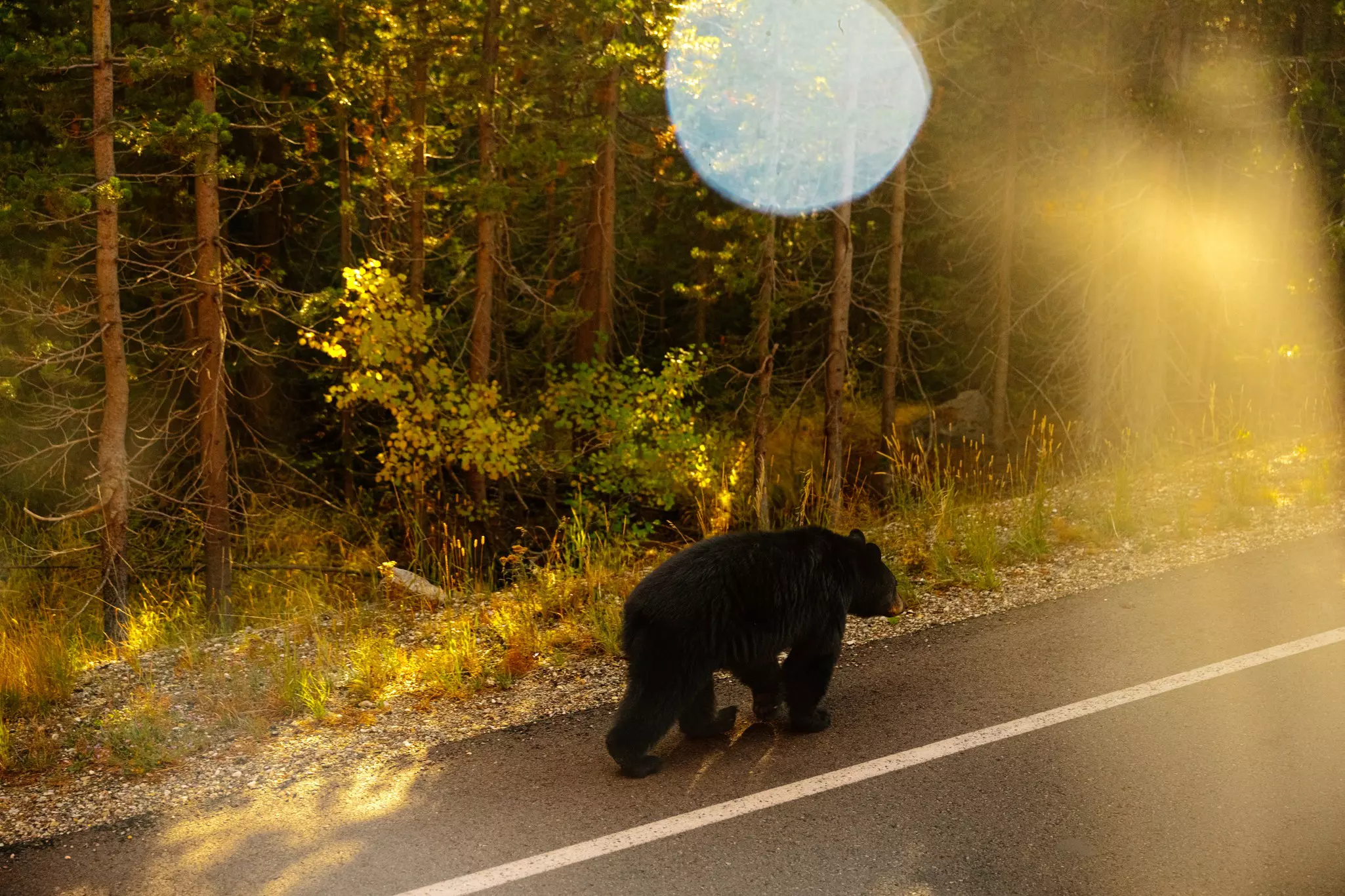 A black bear walking on a road shoulder near a forest