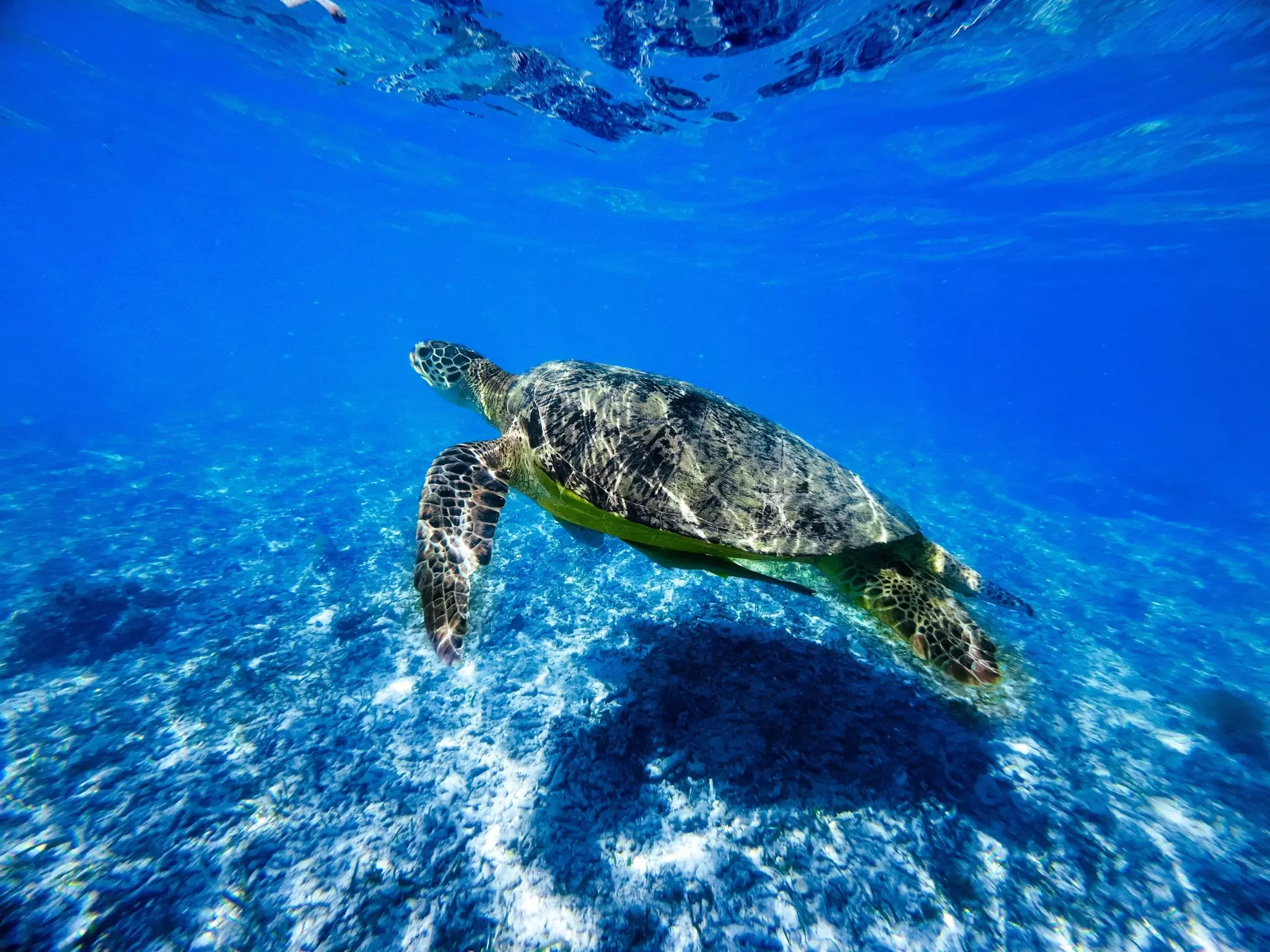 Green sea turtle under water at Gili Meno