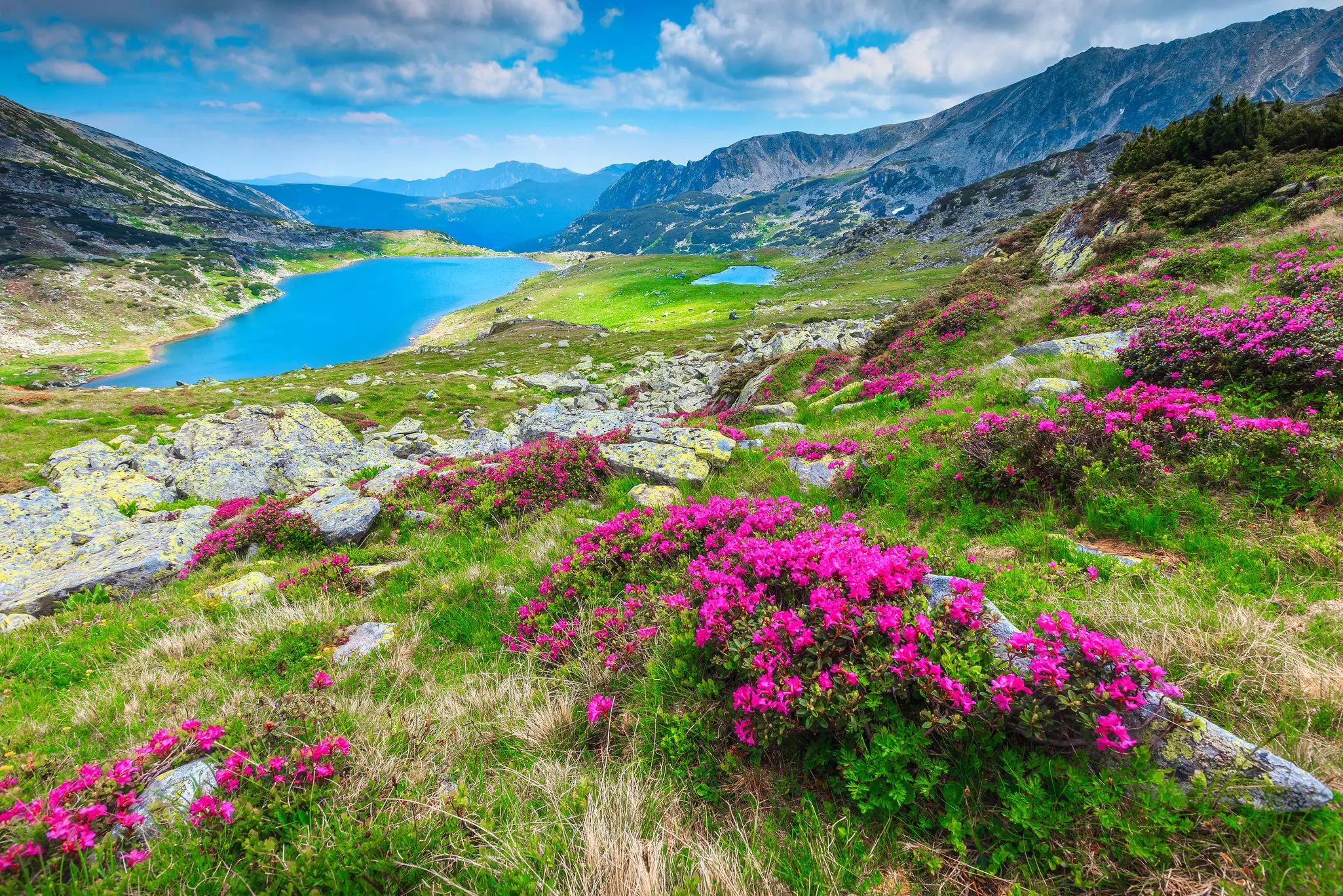 Amazing alpine glacier lake and stunning hiking place. High mountains, cloudy sky and spectacular colorful pink rhododendron flowers, Retezat National Park, Carpathians, Romania.