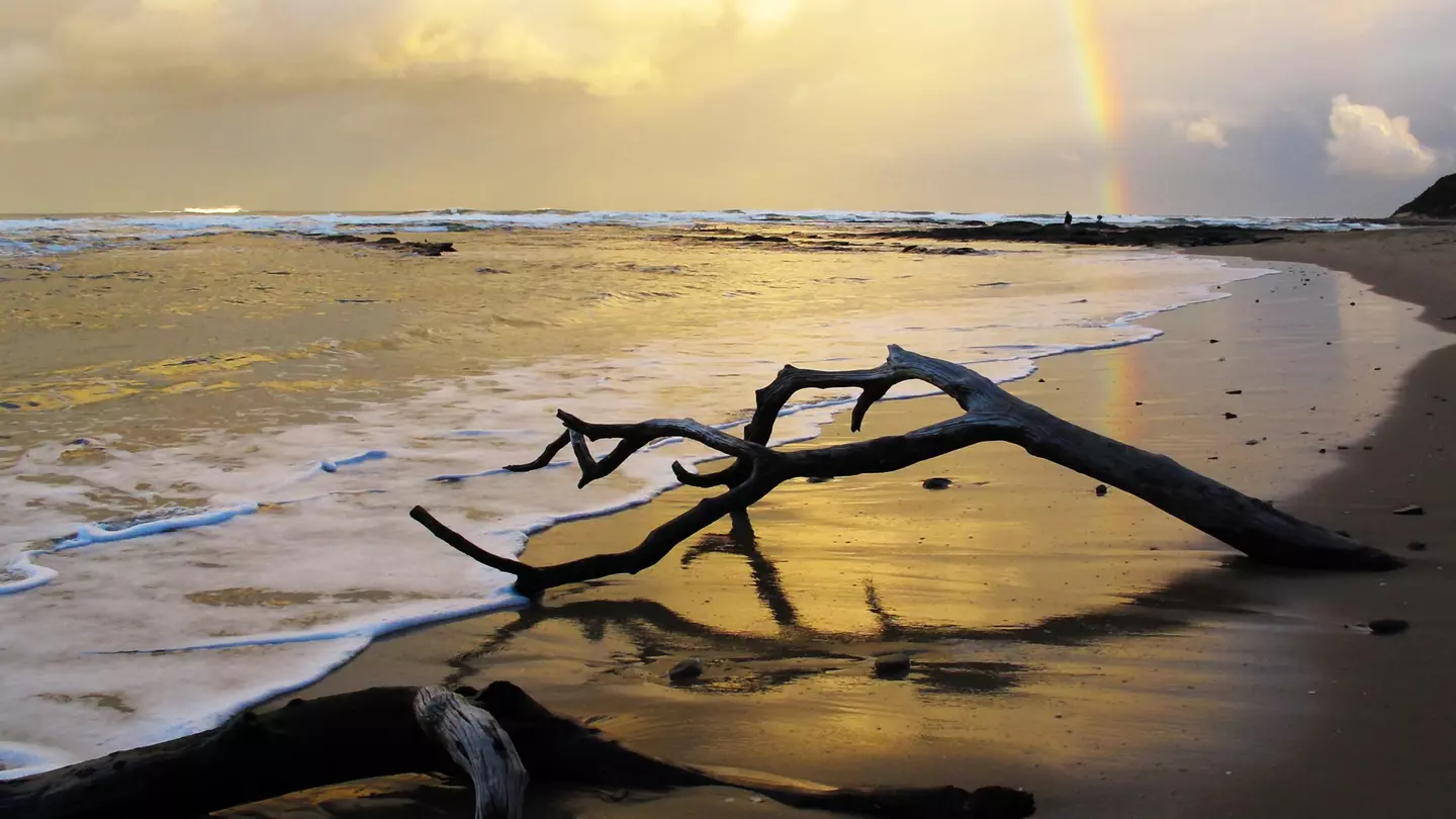 A branch lies on the beach at sunset on Driftwood Beach in Jekyll Island