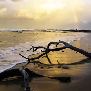 A branch lies on the beach at sunset on Driftwood Beach in Jekyll Island
