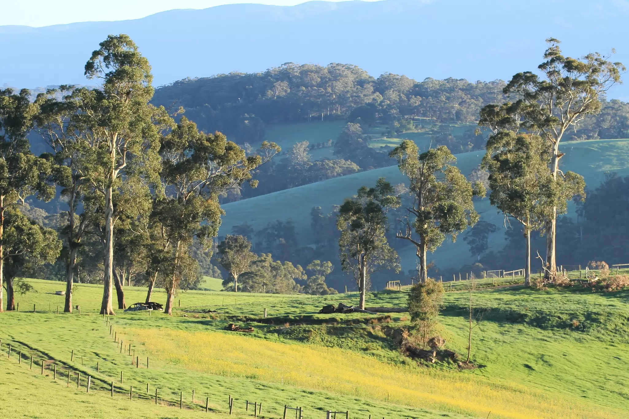 Rolling farm landscape of meadows and hillsides of lush green grass and eucalyptus trees in the early morning sunlight.