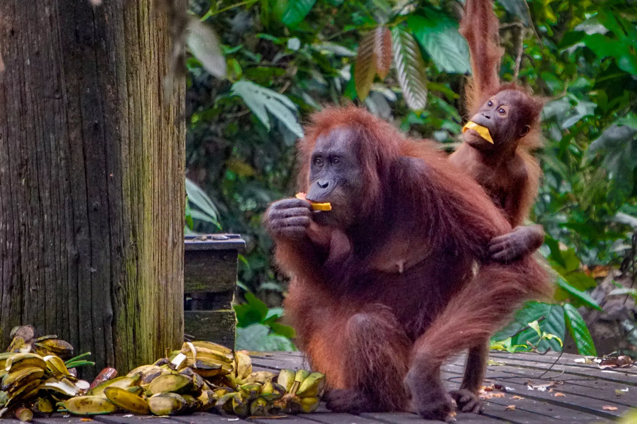 A mother and baby orangutan eat fruit at the Sepilok Orangutan Rehabilitation Centre