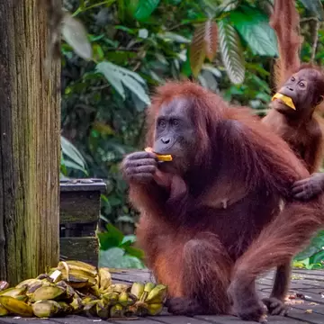 A mother and baby orangutan eat fruit at the Sepilok Orangutan Rehabilitation Centre