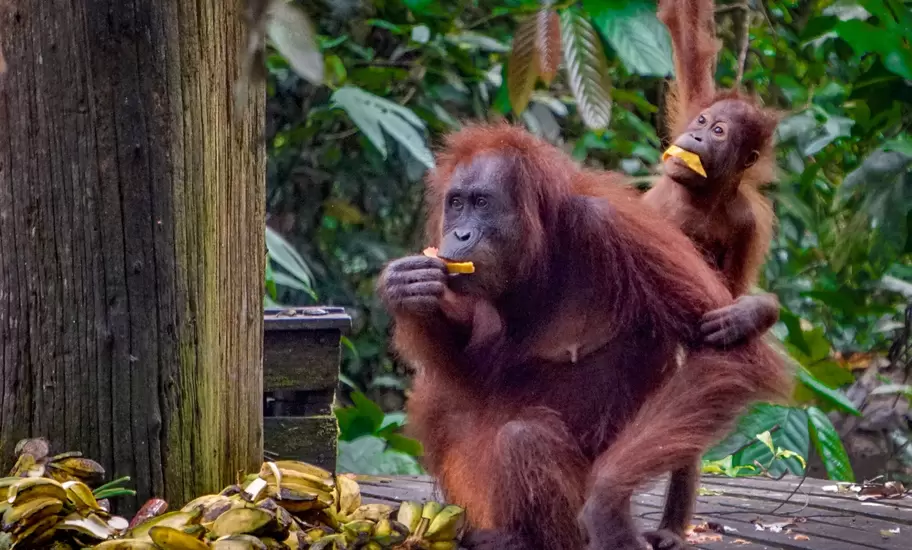 An adult and baby orangutan eat fruit at a wildlife refuge.